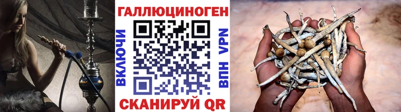 как найти закладки Алапаевск кракен зеркало Псилоцибиновые грибы Cubensis